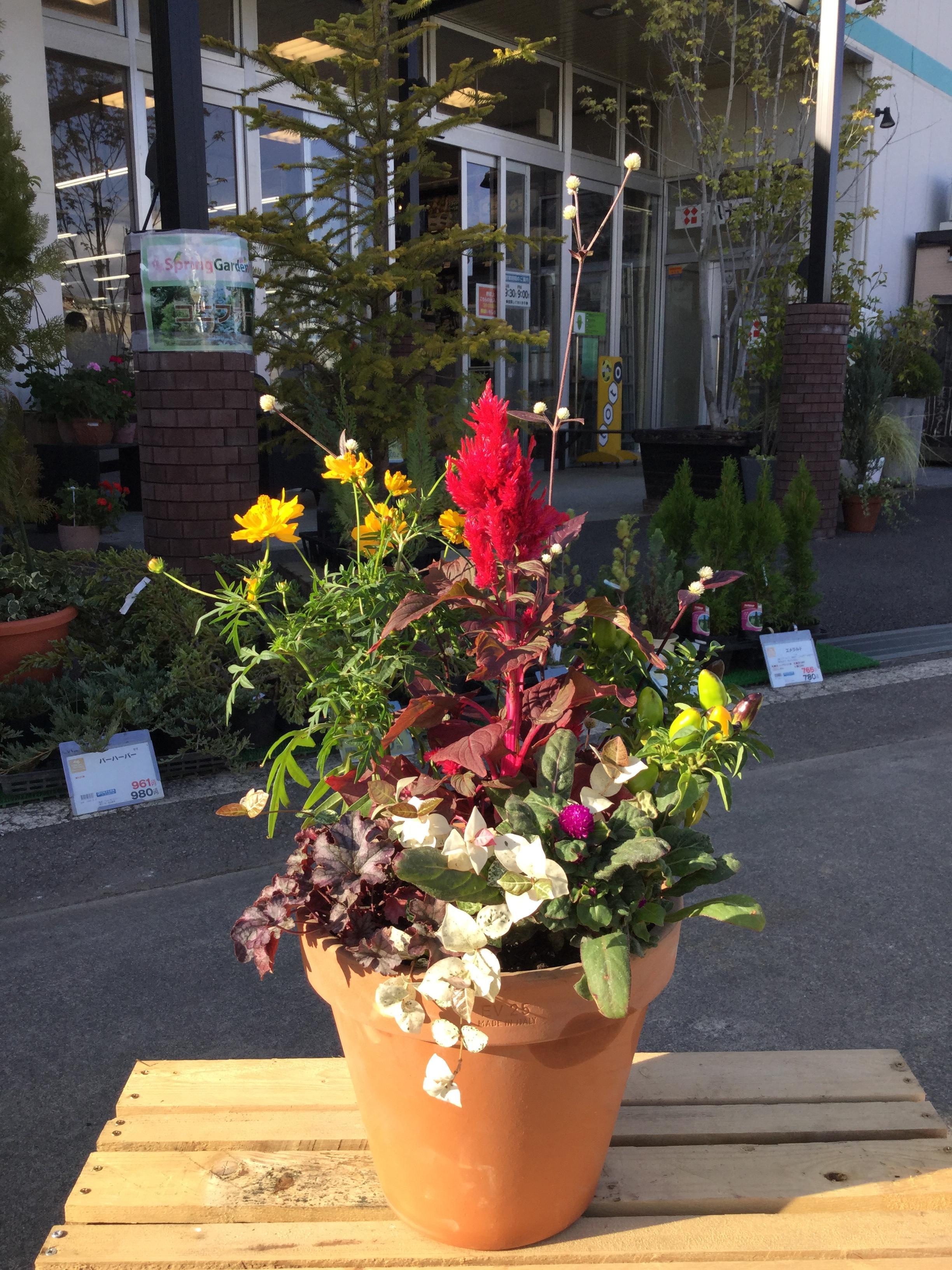 イベントのお知らせです お知らせ 綿半ブログ 綿半