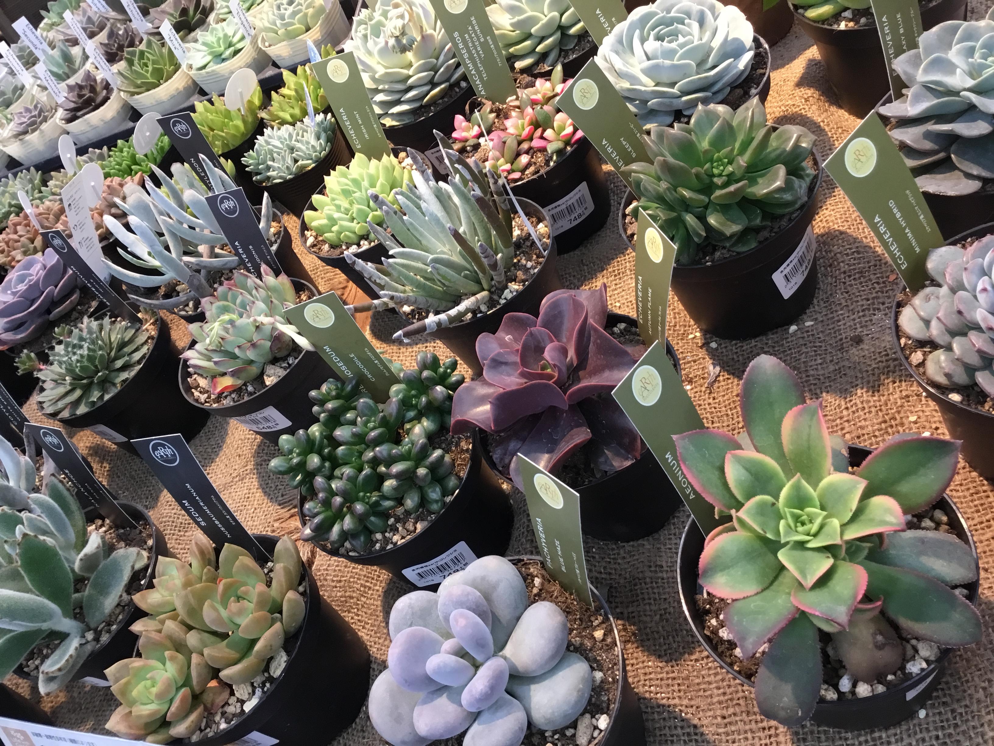 多肉 サボテン大量入荷 オススメ情報 綿半ブログ 綿半