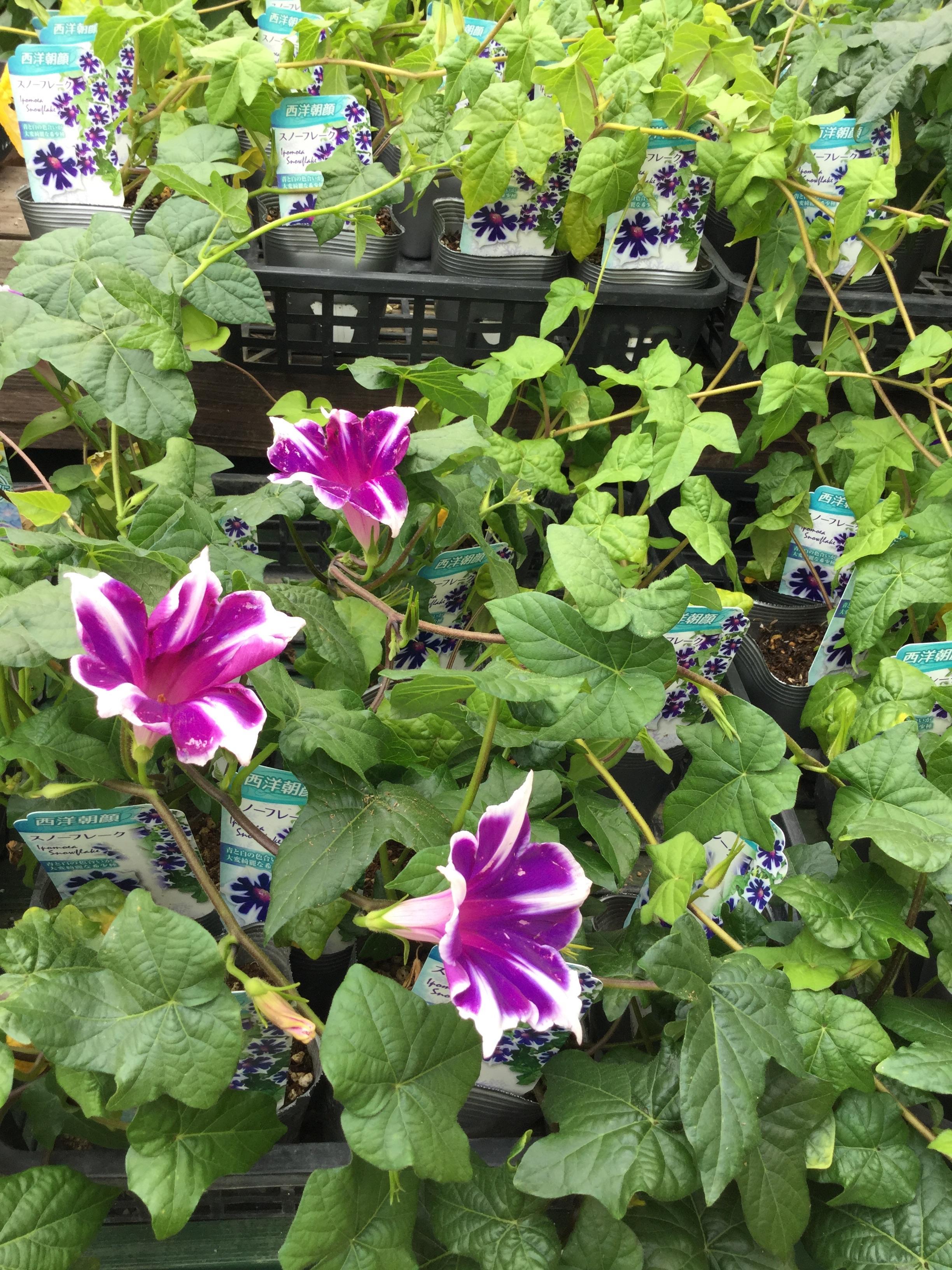 朝顔 オススメ情報 綿半ブログ 綿半